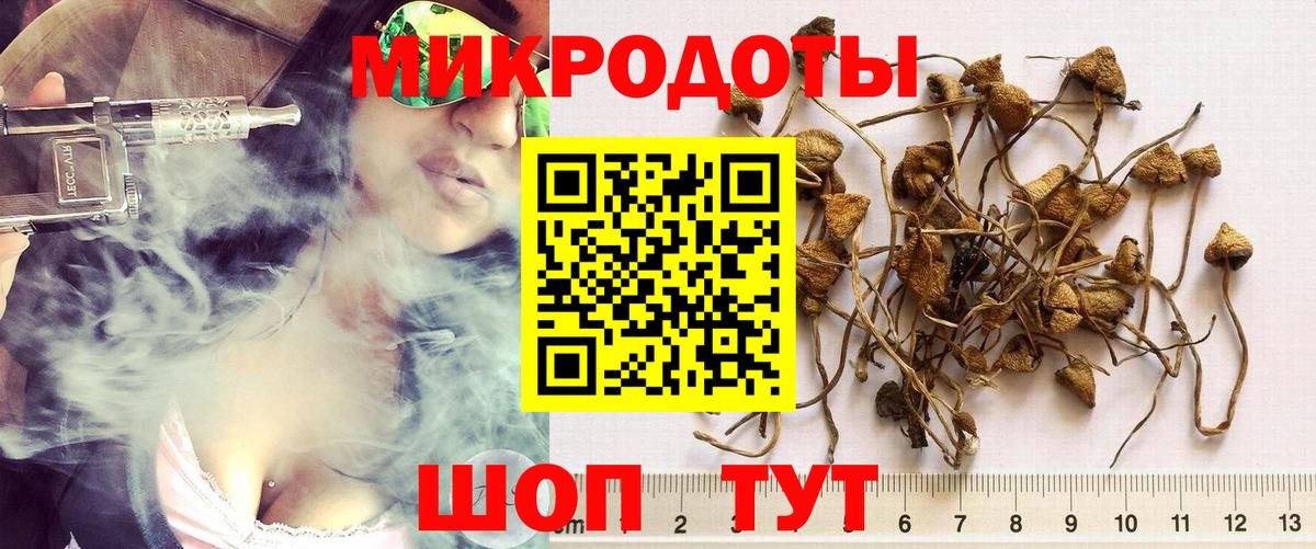 Псилоцибиновые грибы Psilocybine cubensis Моздок